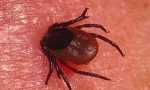 A tick-borne encephalitis inkubációs időszaka