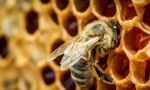 Érdekes a méhekről