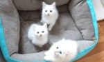 Érdekes tények a fehér kék szemű macskákról