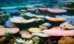 Érdekes tények a korallokról