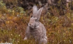 Érdekes tények a hares-ről