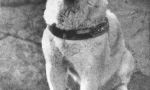 Történelem hachiko - a leginkább a psa világában (7 fotók)