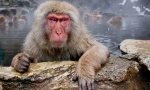 Japán macak