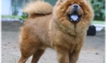 Chow chow nyelv: miért kék?