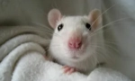 Etoparaziták dekoratív patkányokban