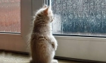 Hogyan jósolja meg a macska az időjárást