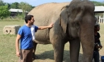 Mennyire megszelídített ázsiai elefánt