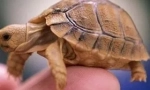 Mi a teknős a tiéd?