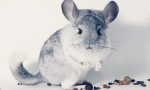 Mely magvak lehet chinchilla
