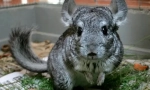 Mi a fű enni chinchillas, etetési szabályok fűszernövényekkel