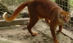 Kalimantani macska: ritka állat borneo-szigetről