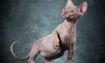 Kanadai és don sphynxes: hasonlóságok és különbségek