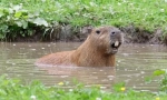 Capybara: rágcsáló, amelynek neve hal