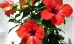 Kínai rose (hibiscus)