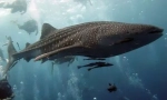 Bálna cápák - a világ legnagyobb hala (15 fotó)