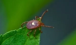 Tick ​​borreliosis: tünetek és kezelés