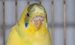 Fogók a hullámos papagájon: tünetek és kezelés