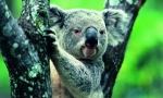 Koala: nyári medve ausztráliából (állatfotó)