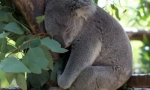 Koala: ausztrál lazy bear (16 fotók)