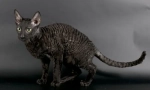 Cornish rex