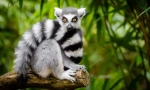 Macska lemur