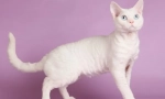 Cat devon-rex (fotó): jókedvű kisállat és igazi barát