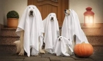 Jelmez egy kutya a halloween csináld magad - ötletek a képen