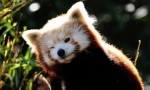 Red panda (fotó): miniatűr fiery bear