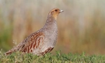 Partridge central orosz