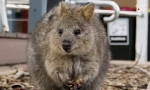 Quokka: érdekes tények a legtöbb boldog állatról a földön