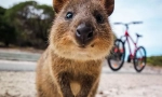 Quokka