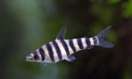 Leporinus (leporinus)