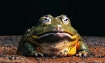 Frog goliath