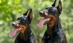 A legjobb kennels dobermans