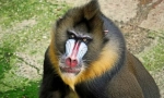 Mandrill