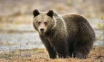 Bears eurasia