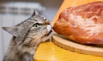 Hús a macskához