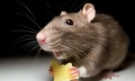 Egér és patkány világít