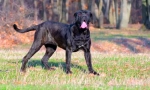 Neapolitan mastiff (fotó): grozny őr jó lélekkel