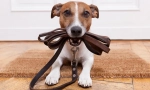 A kutya pórázokról