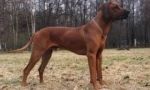 Rhodesian ridgebackről