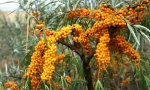 Tengeri buckthorn