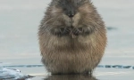 Muskrat