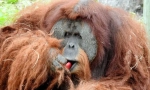 Orangutan sumatrian