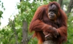 Orangután