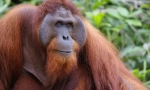 Orangután