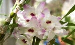 Orchidea dendrobium