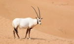 Orix arab