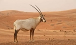 Oryx cukor