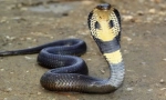 Hol volt a cobra méreg